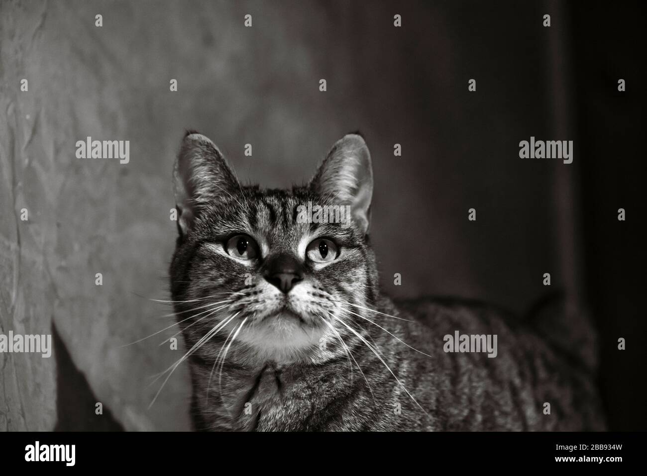 Black and white Pixie-bob cat portrait Stock Photo
