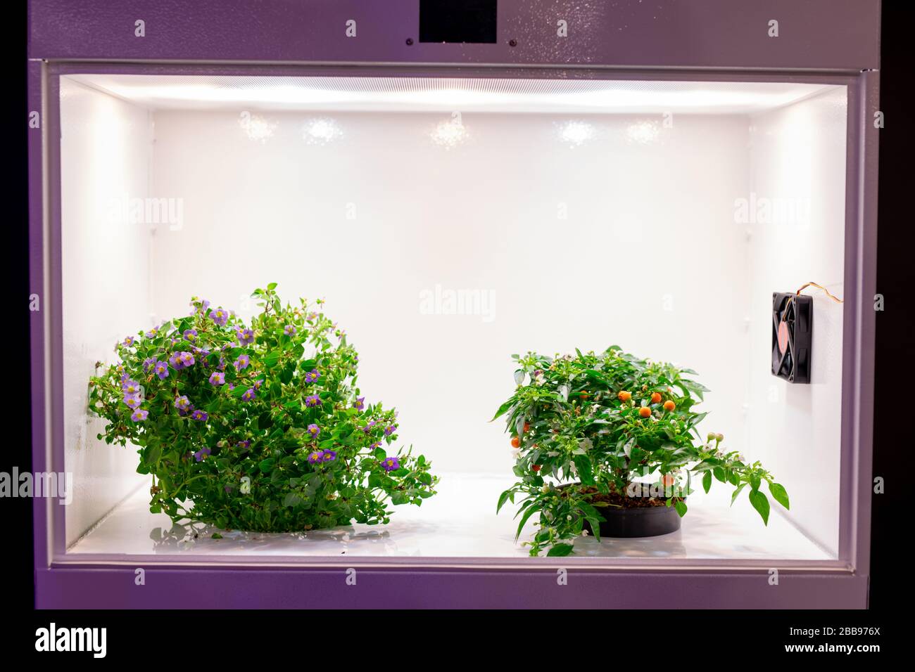 Closeup of isolated blooming plants raising in grow box with