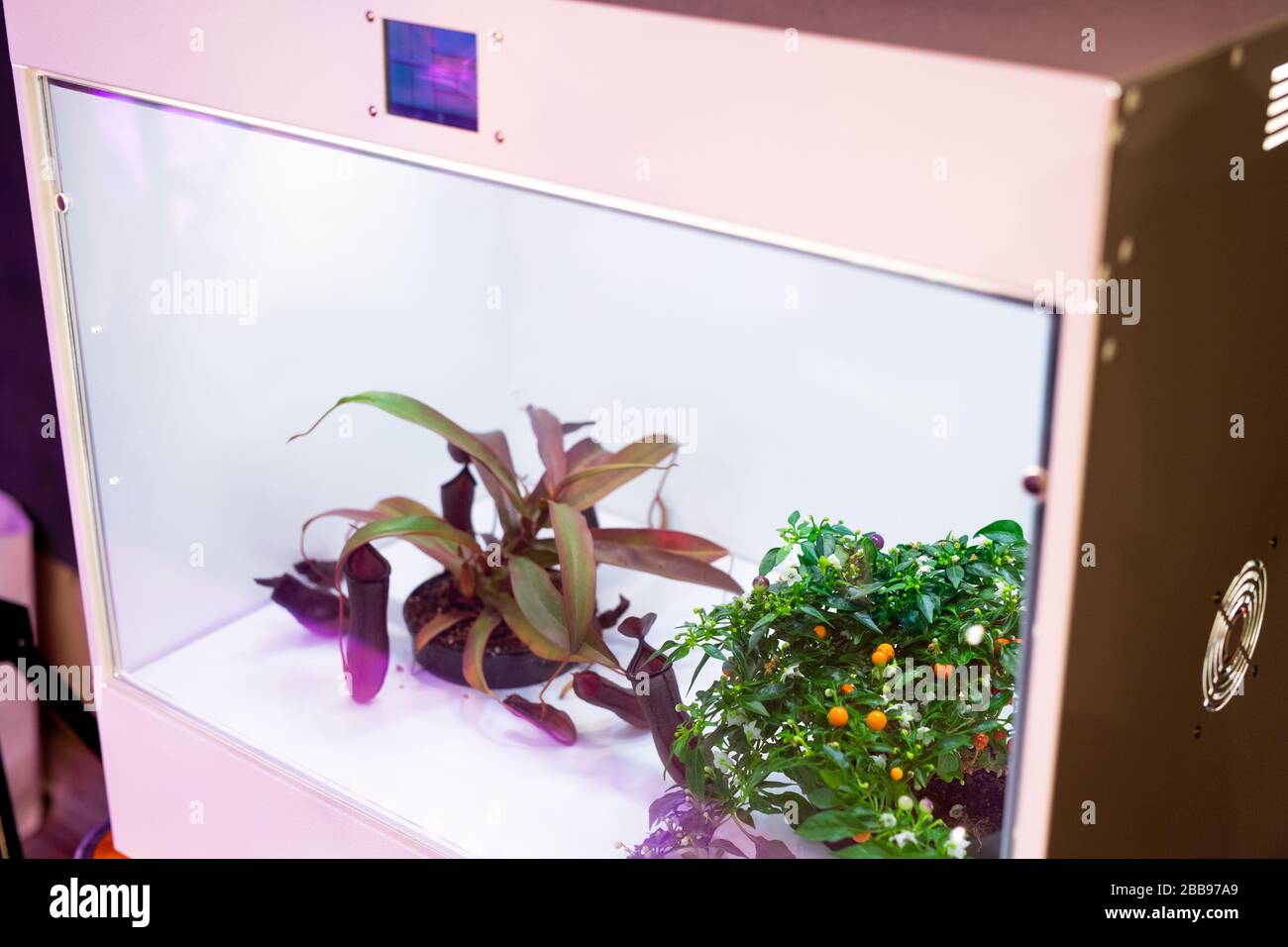 Close-up of small plants in illuminated grow box used for photosynthesis of plants Stock Photo