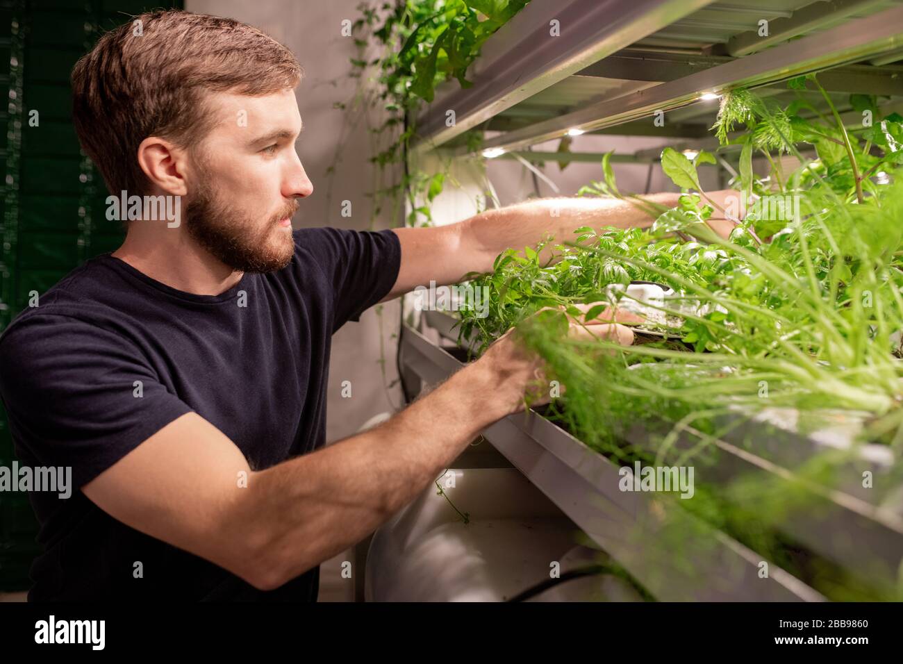 Young handsome man with beard touching plants while examining it at home Stock Photo