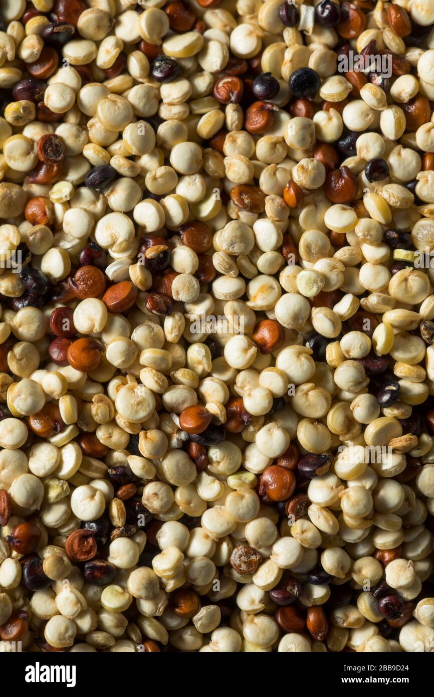 Raw Tricolor Organic Quinoa Kernals in a Bowl Stock Photo