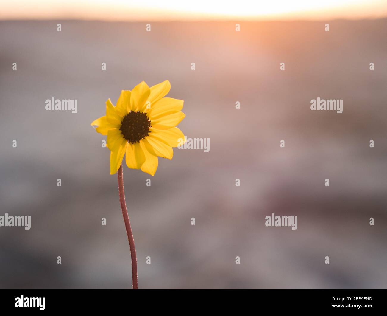 A beach sunflower against a blurred sunrise background. Stock Photo