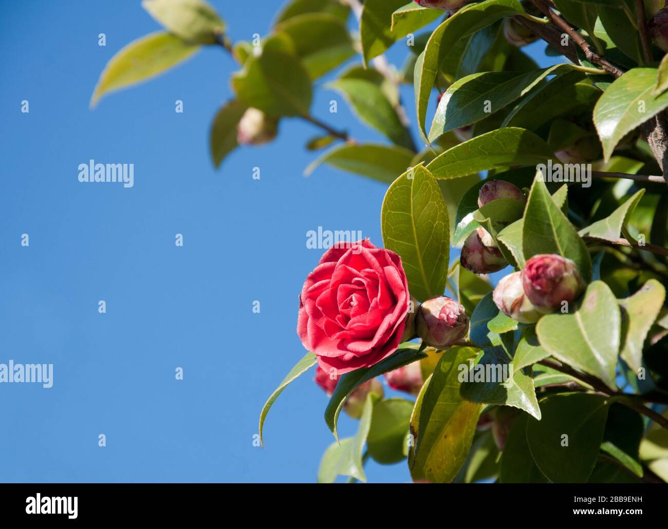 Blooming camellia bush on a background of blue sky. Red camellia japanese in bright sunlight Stock Photo