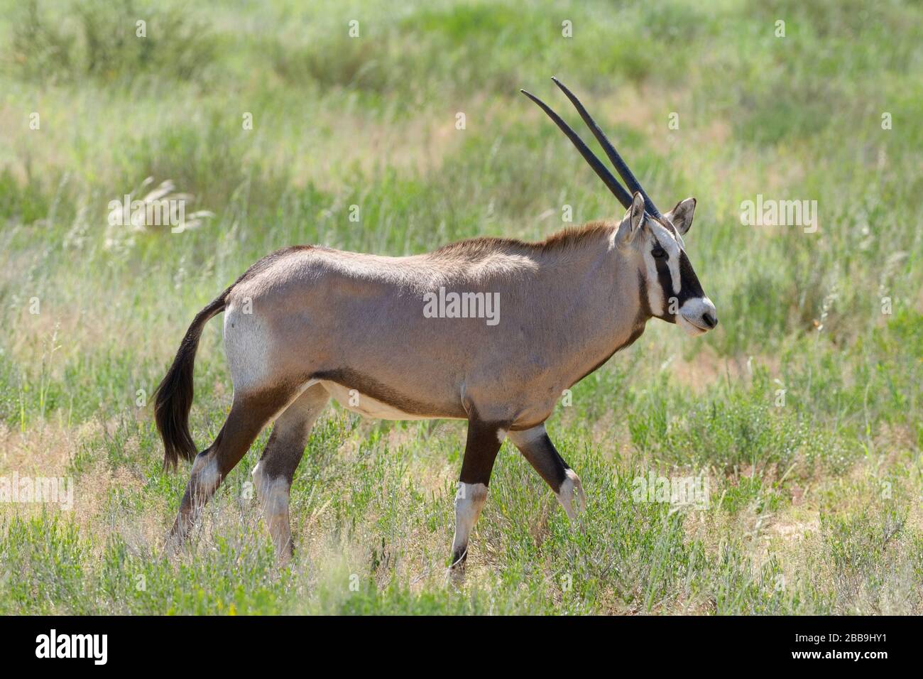 Gemsbok (Oryx gazella), young, walking in the tall grass, Kgalagadi Transfrontier Park, Northern Cape, South Africa, Africa Stock Photo