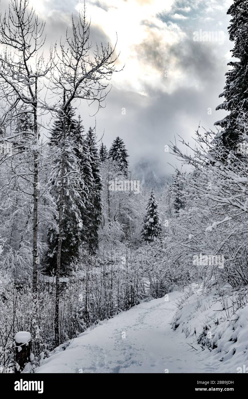 White scene of winter beauty snow forest inside, the river among the snow-covered forest, panorama of wild nature wintery background, Branches in Stock Photo