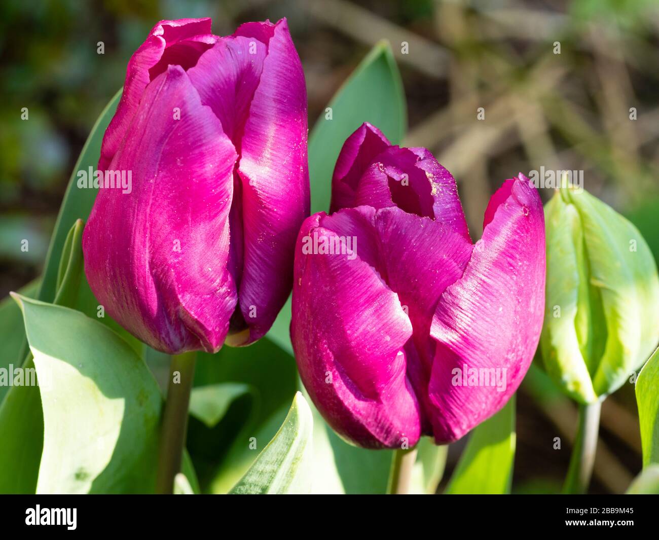 Classic vase shaped mid spring rose violet flowers of the hardy bulb, Tulip 'Blue Beauty' Stock Photo