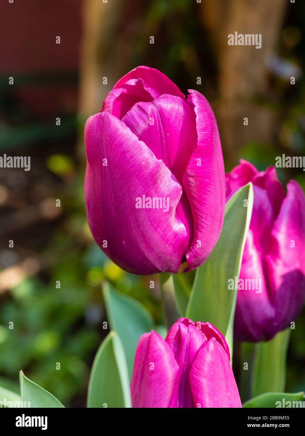 Classic vase shaped mid spring rose violet flower of the hardy bulb, Tulip 'Blue Beauty' Stock Photo