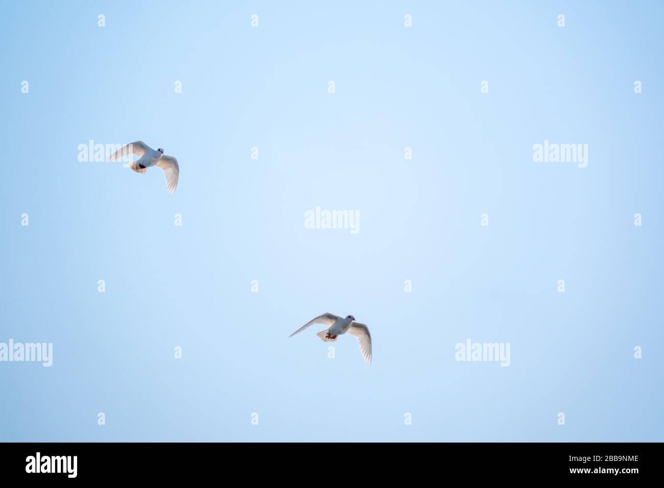 Two white doves fly in a clear blue sky. White doves are used as ...