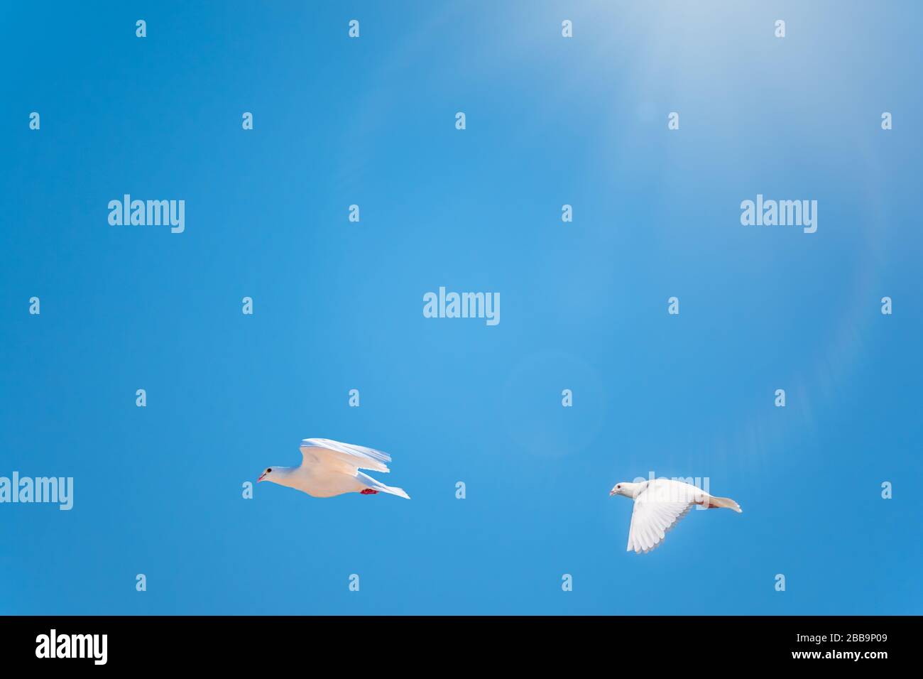 Two white doves fly in a clear blue sky. White doves are used as ...