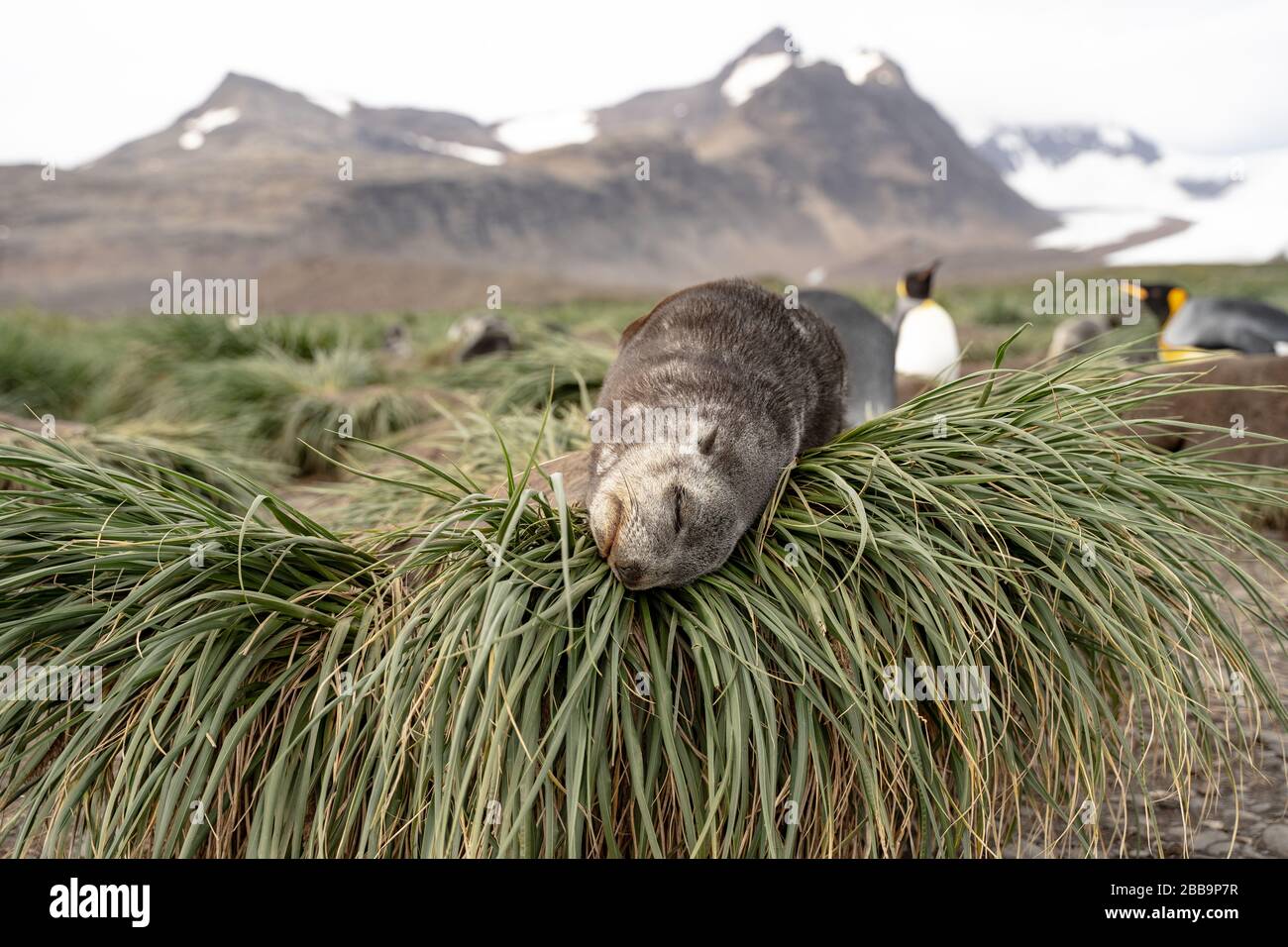 Fur Seal Pup resting, South Georgia Stock Photo