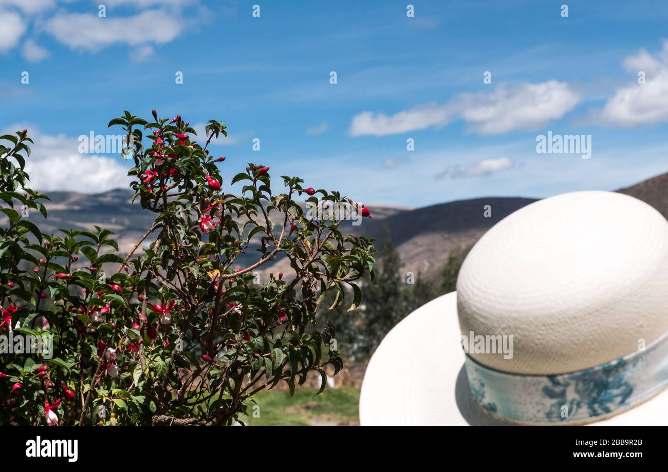 Outdoor picturesque photo of a ladies hat and a fuchsia hybrid flowering plant in Ecuador. Stock Photo