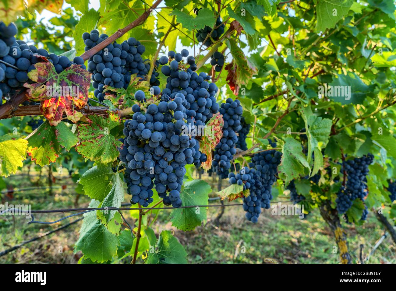 Pinot noir wine grapes in a vineyard near Wiesloch,Germany Stock Photo