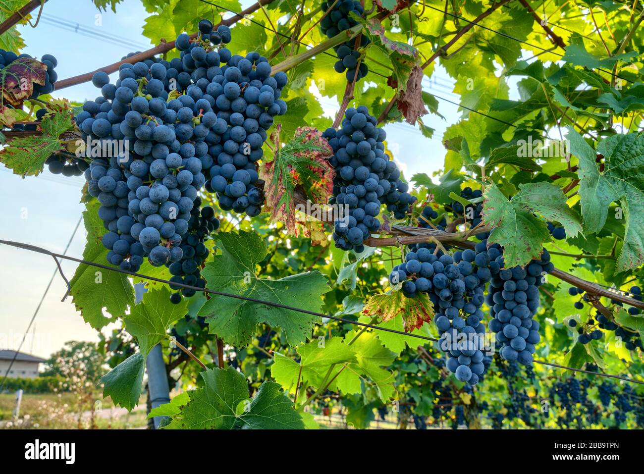 Pinot noir wine grapes in a vineyard near Wiesloch,Germany Stock Photo