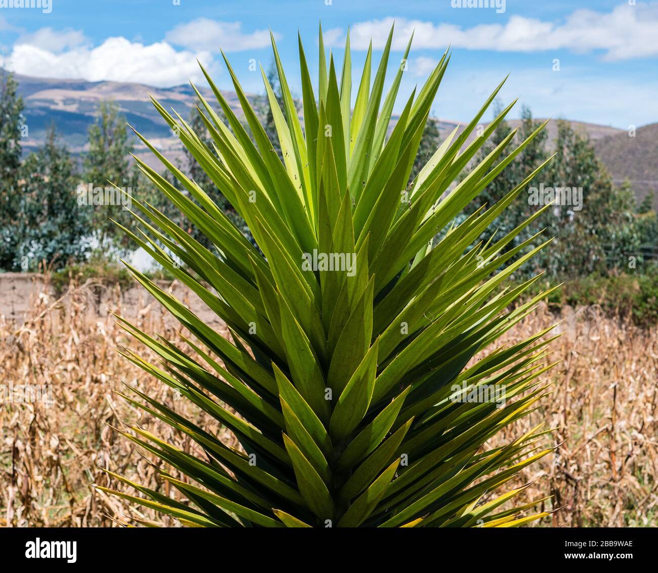 An agave plant growing neary Cayambe, Ecuador. Stock Photo
