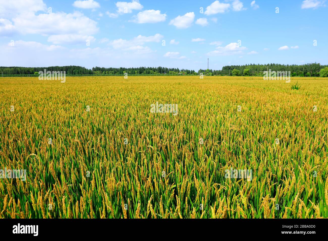 Rice paddies, rice growing, The rice fields are under the blue sky ...