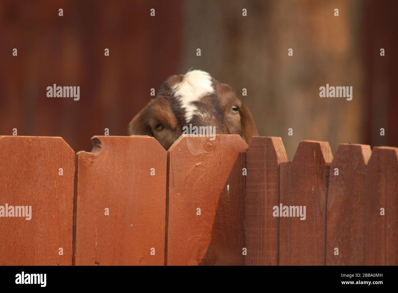 Goat looking over wooden fence Stock Photo