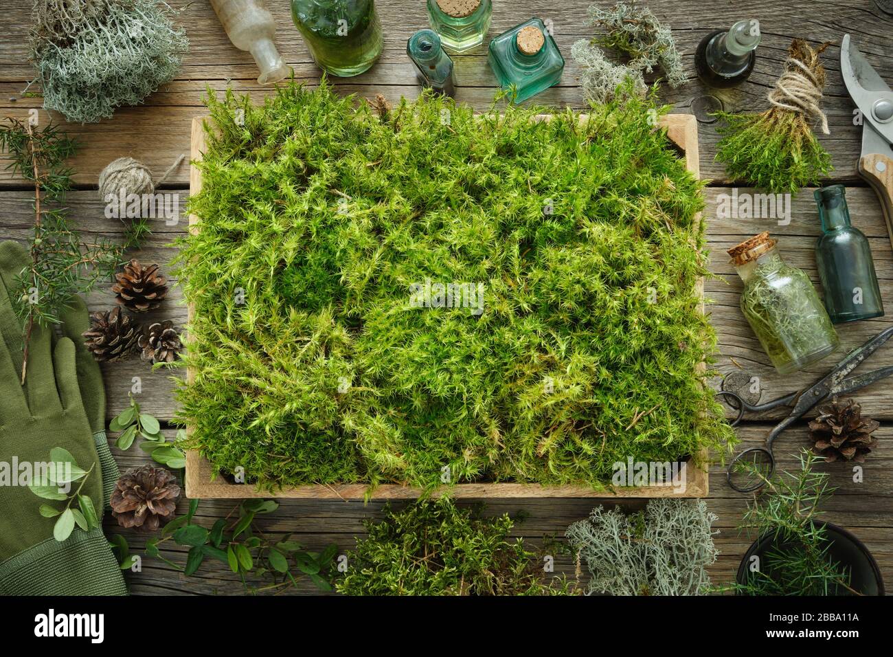 Healthy tinctures and oil bottles, wooden box of healthy common haircap moss, lichen, moss, juniper, pine cones on wooden table. Herbal medicine. Stock Photo