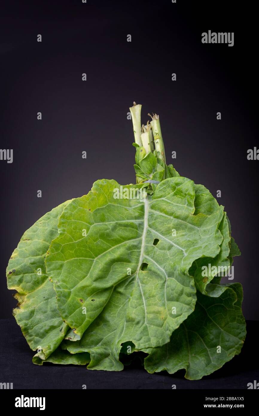 Still life of edible green leaves of the Collard plant. Low key studio