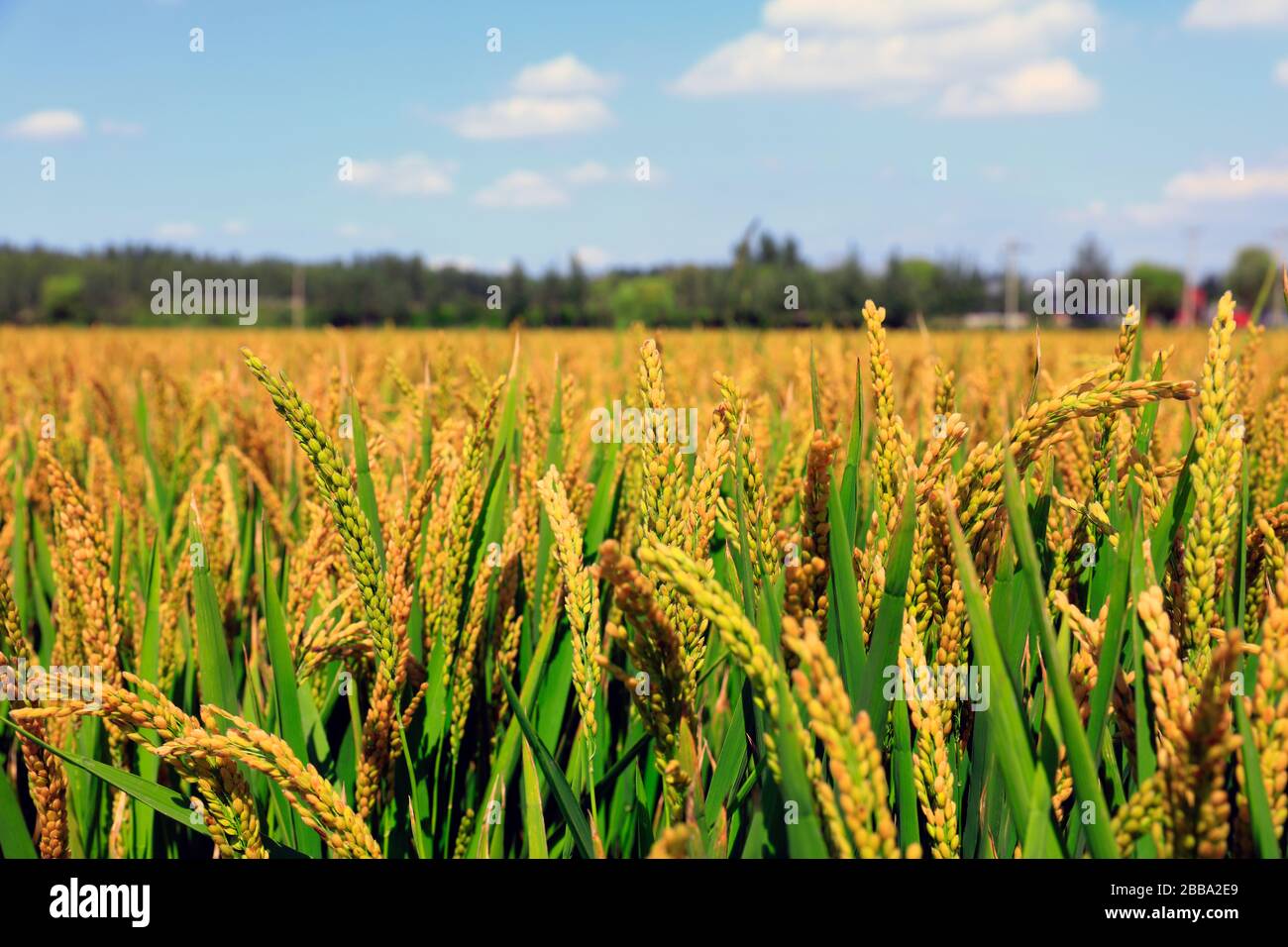 Rice paddies, rice growing, The rice fields are under the blue sky ...