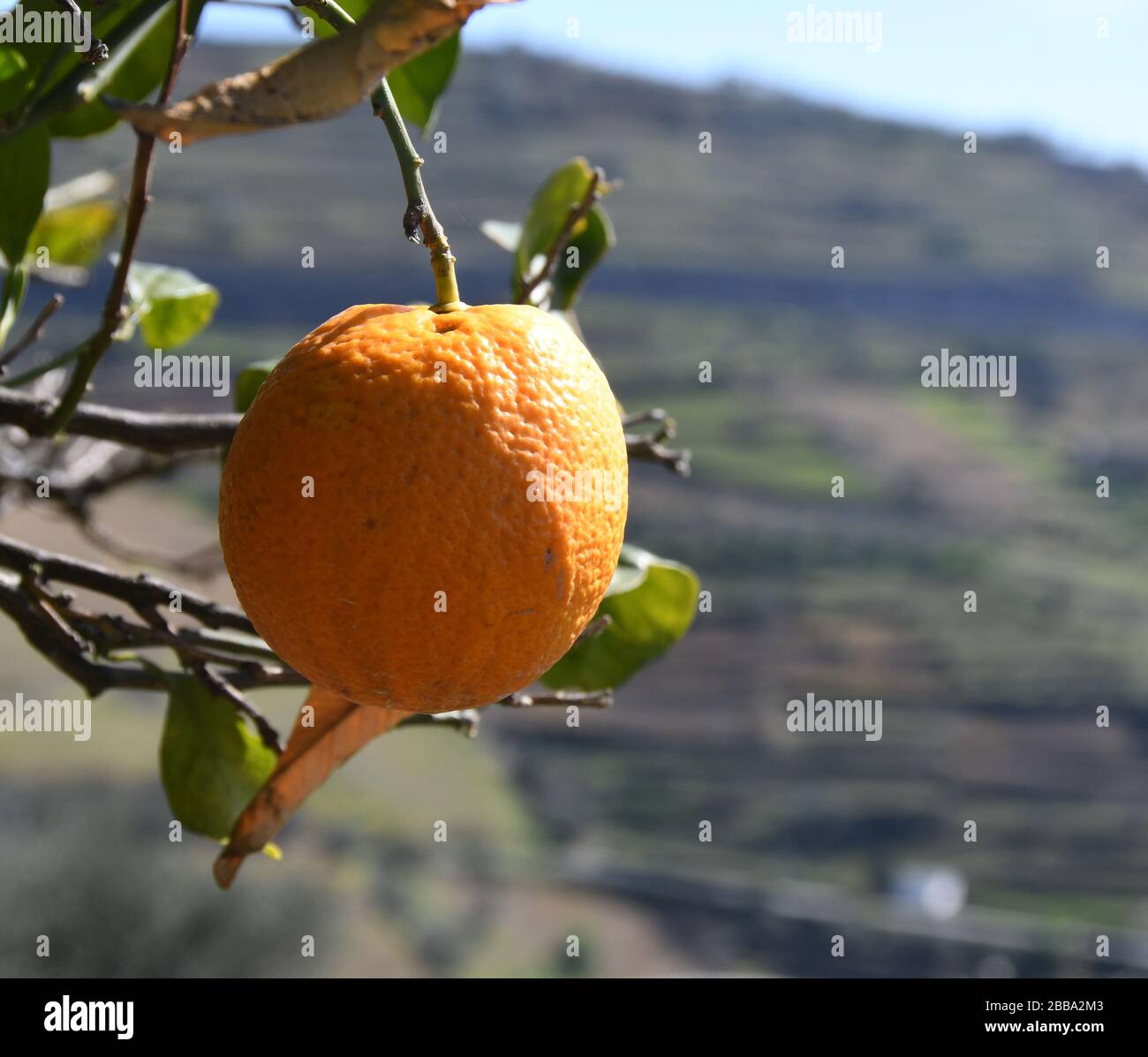 Peso Da RéGua, Portugal. 7th Mar, 2020. Luscious oranges grow at the Quinta Seara D'Ordens vineyard in the Douro River valley, Peso da Régua, Portugal, March 7, 2020. The family-owned business, which dates to 1792, is known for its port wine. Credit: Mark Hertzberg/ZUMA Wire/Alamy Live News Stock Photo