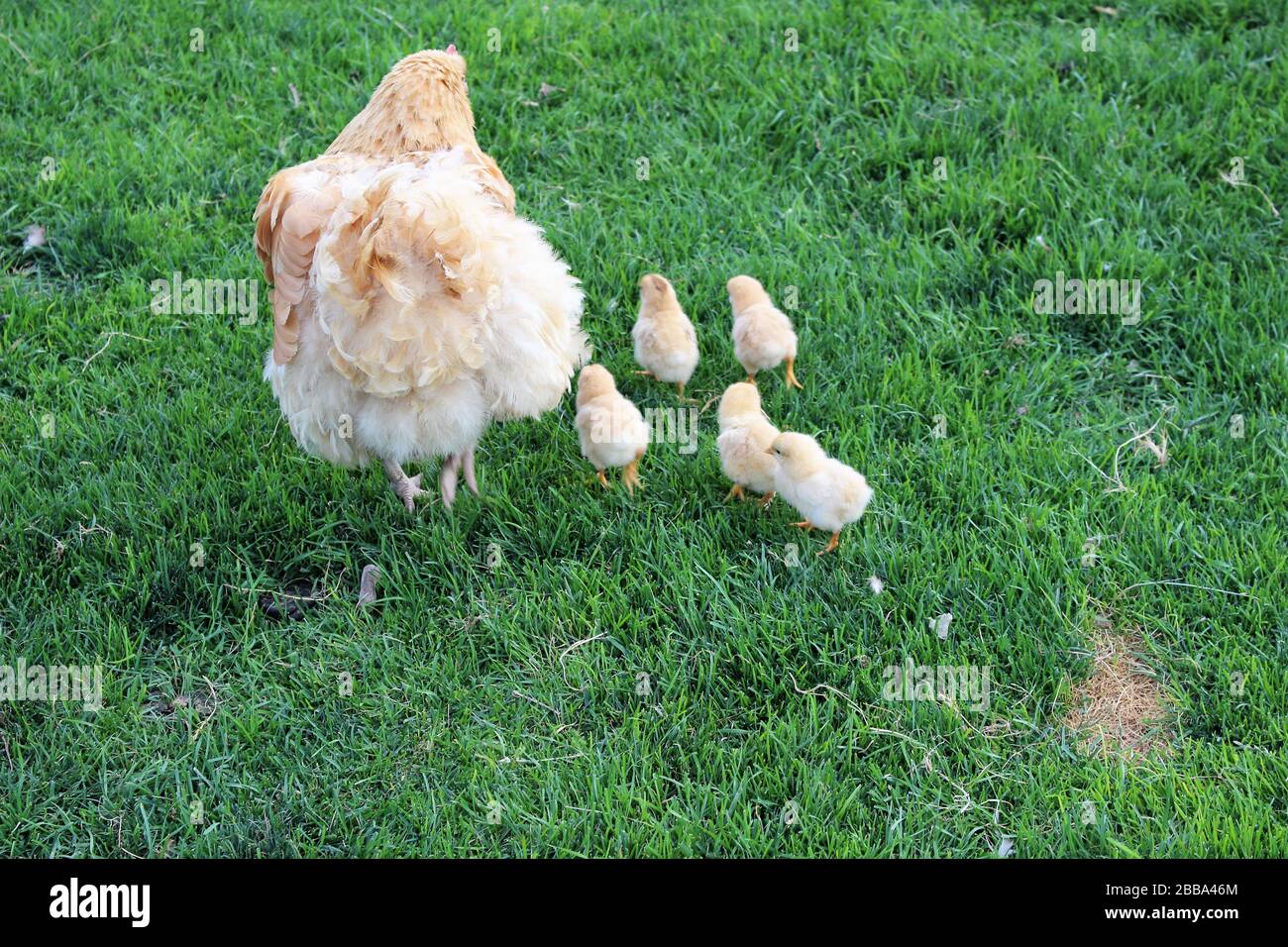 Mother Hen on an outing with her chicks Stock Photo