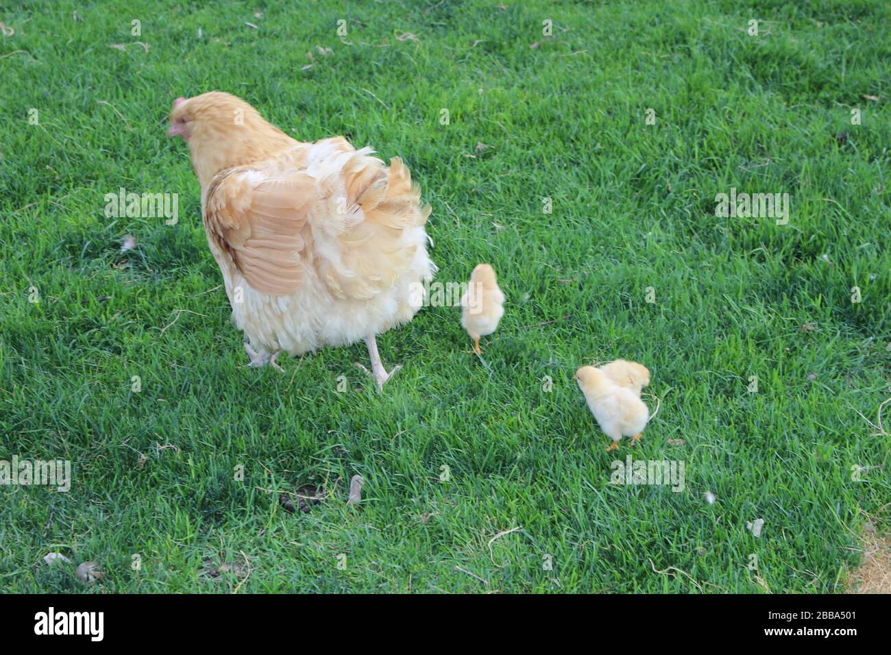 Mother Hen on an outing with her chicks Stock Photo