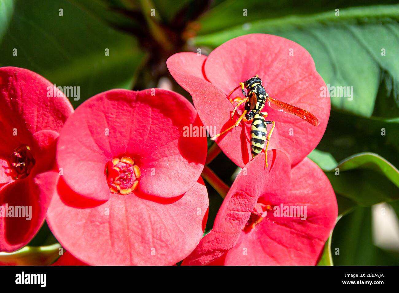 Paper Wasp is collecting nectar from a red Euphorbia milii (crown of thorns) Stock Photo