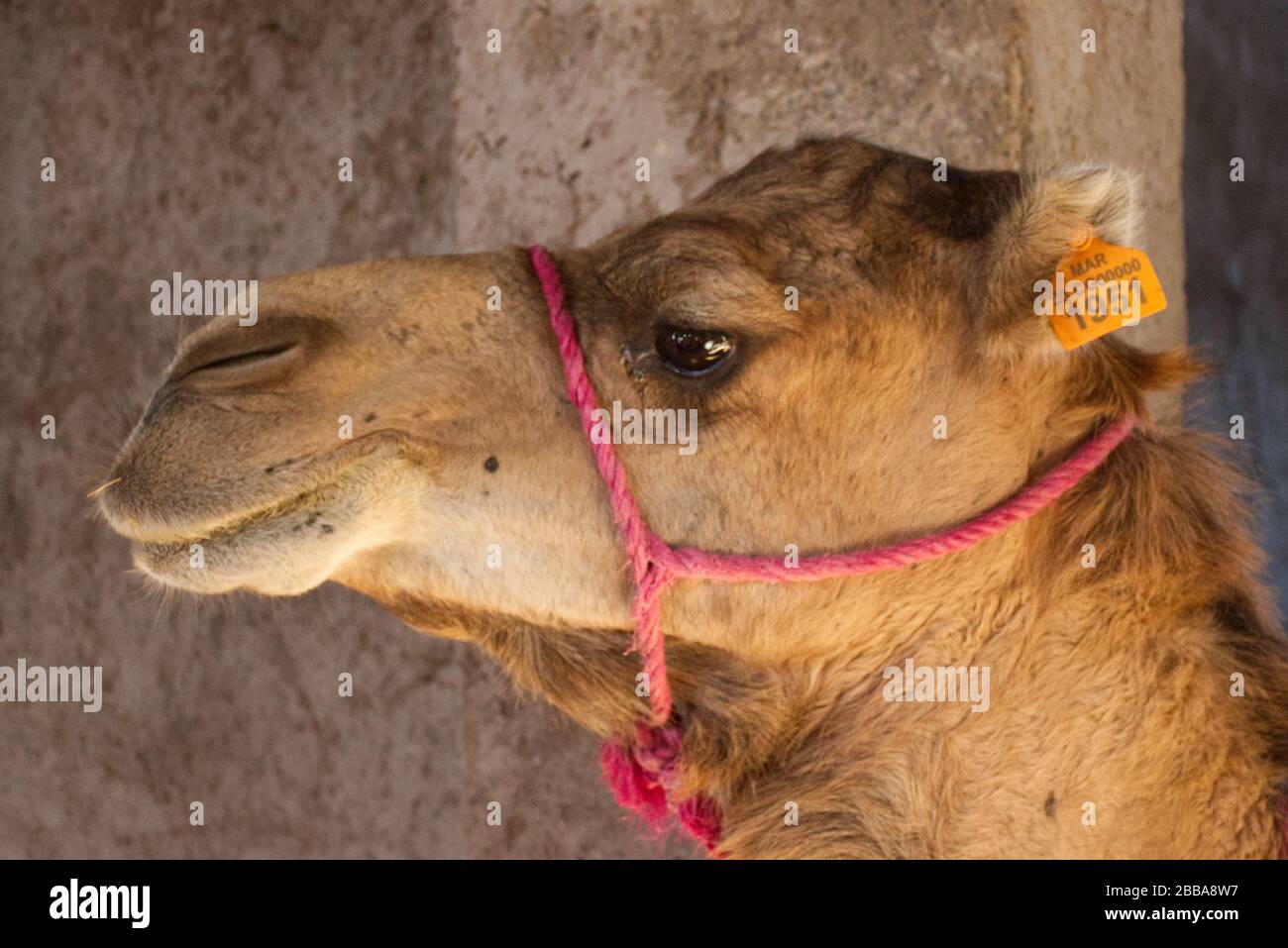 A portret of a young camel, living in a camel-farm, south of Marrakesh. Stock Photo