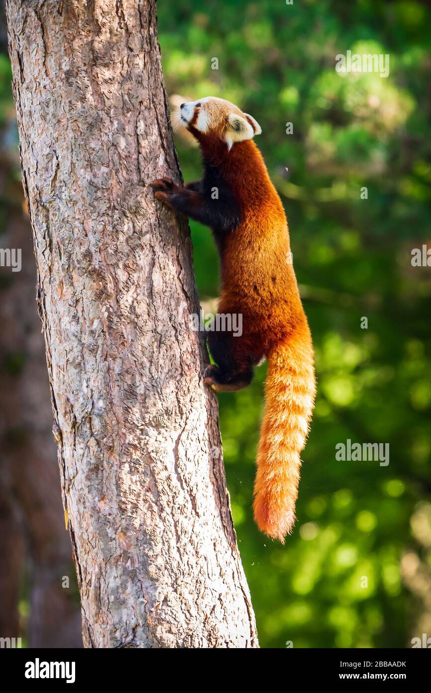 Cute Little red panda resting in a tree. This is a small arboreal mammal native to the eastern Himalayas and southwestern China that has been classifi Stock Photo