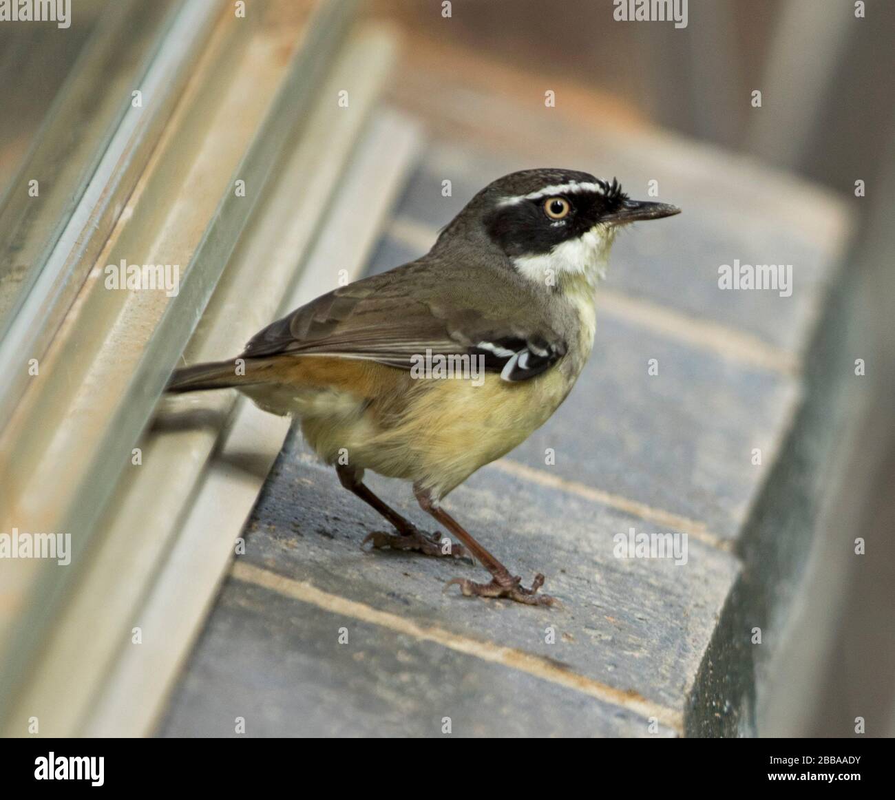 Male yellow-throated scrubwren, Sericornis citreogularis, with alert expression, on the window sill of a house in Australia Stock Photo