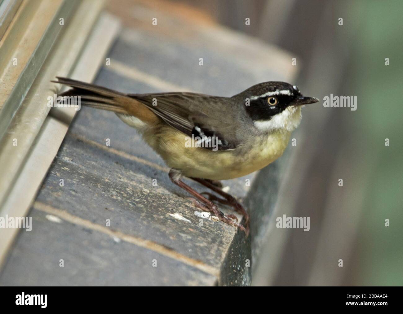 House wrens hires stock photography and images Alamy