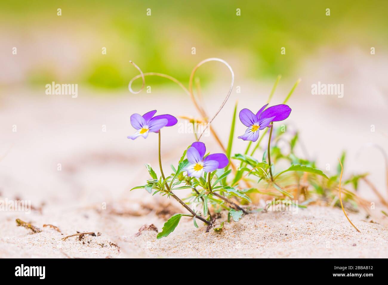 Viola tricolor curtisii rare wildflower, blooming in sand in the dunes. Coastal landscape bright sunlight Stock Photo