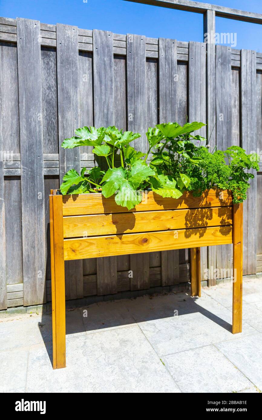 Wooden design potager kitchen table with vegetables and herbs in a garden with fence in bright sunlight. Subsistence agriculture, active and healthy l Stock Photo