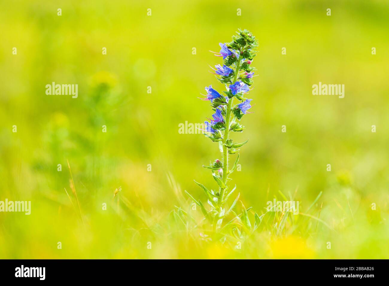 Blueweed or viper's bugloss, Echium vulgare, flowers blooming in a meadow. Selective focus and natural daylight Stock Photo