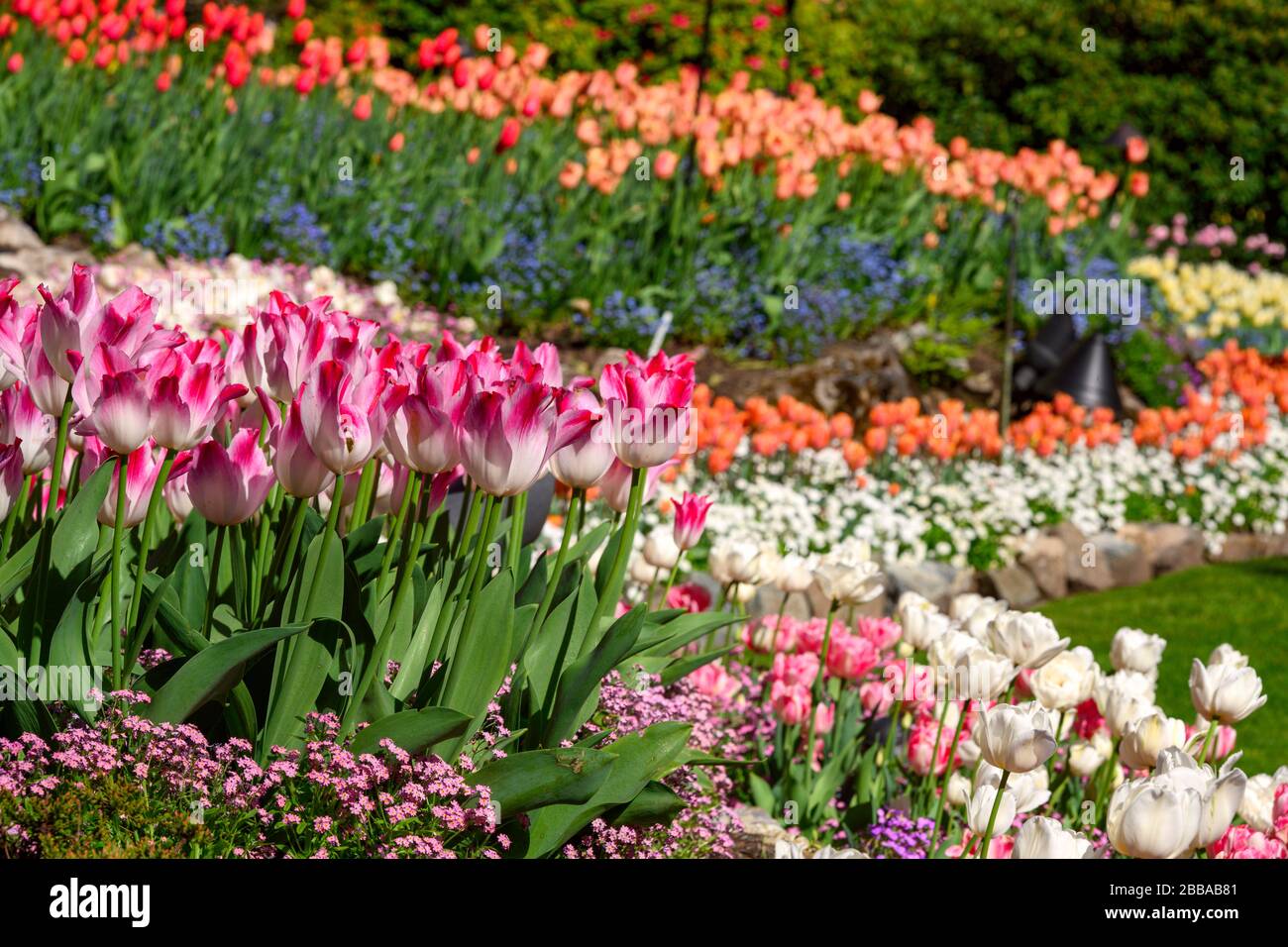 Tulips (Tulipa × gesneriana), Butchart Gardens, Victoria, Vancouver Island, BC Canada Stock Photo