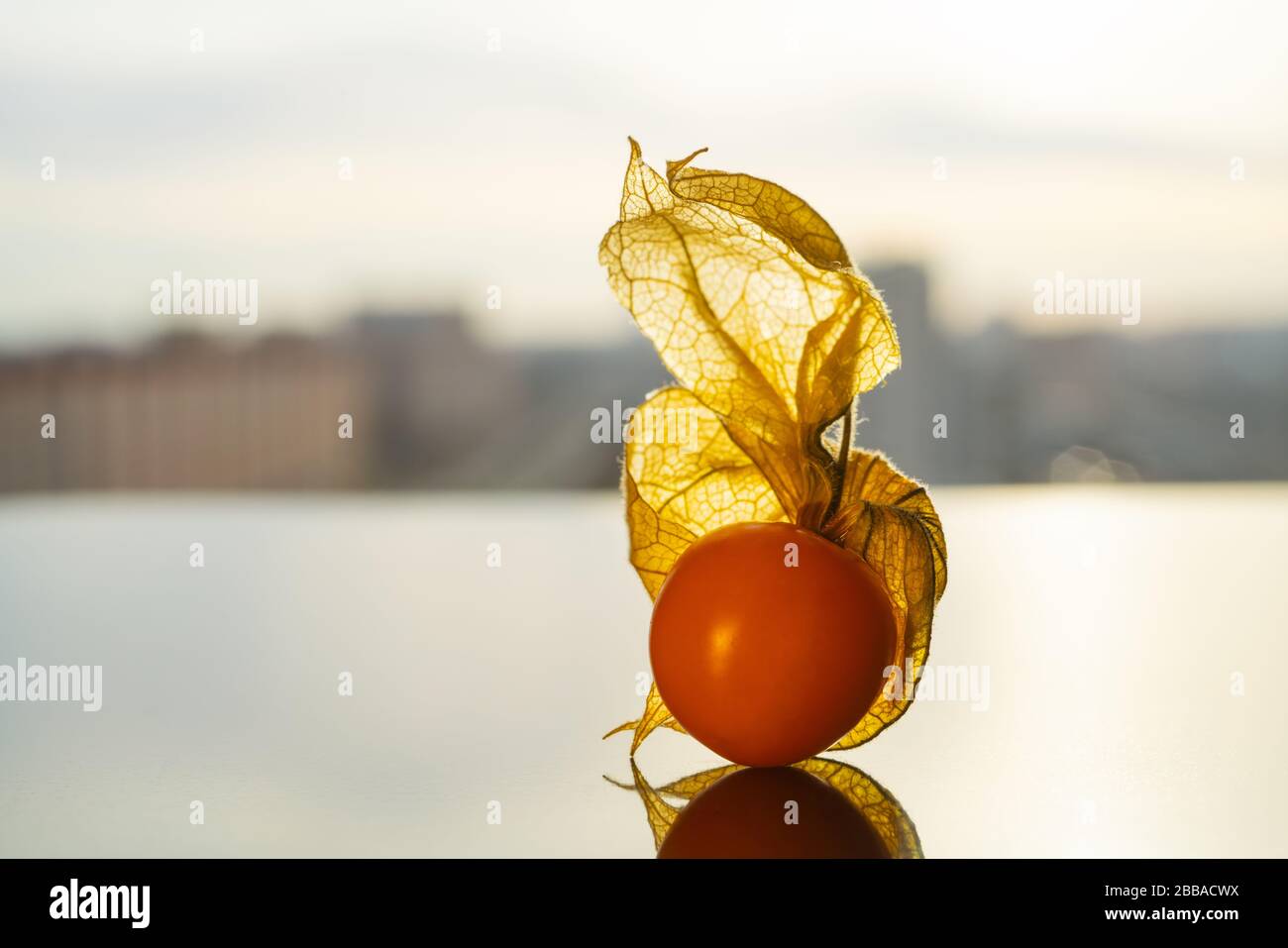 Physalis peruviana, Cape gooseberry, goldenberry on a reflective surface against the background of the city. Stock Photo