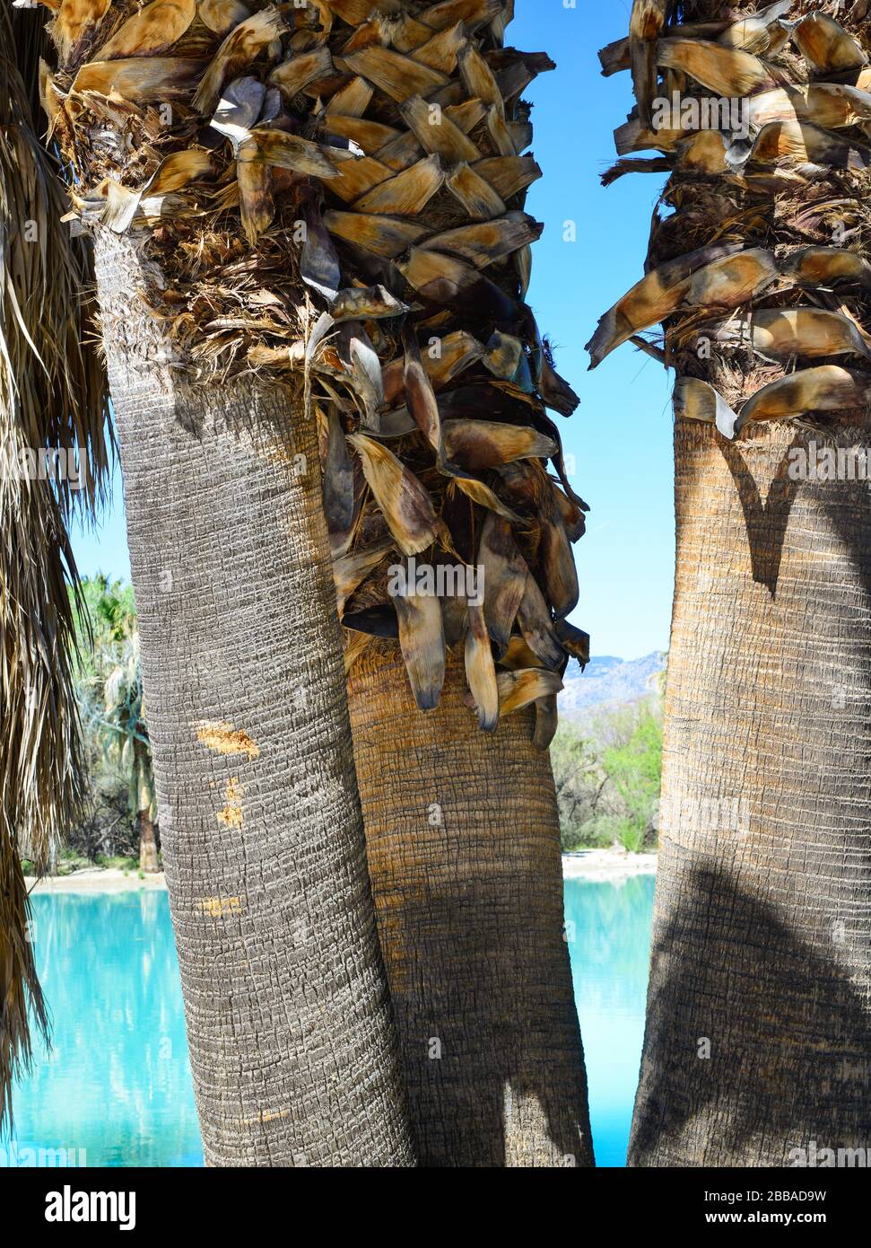 Close up palm tree trunks hires stock photography and images Alamy