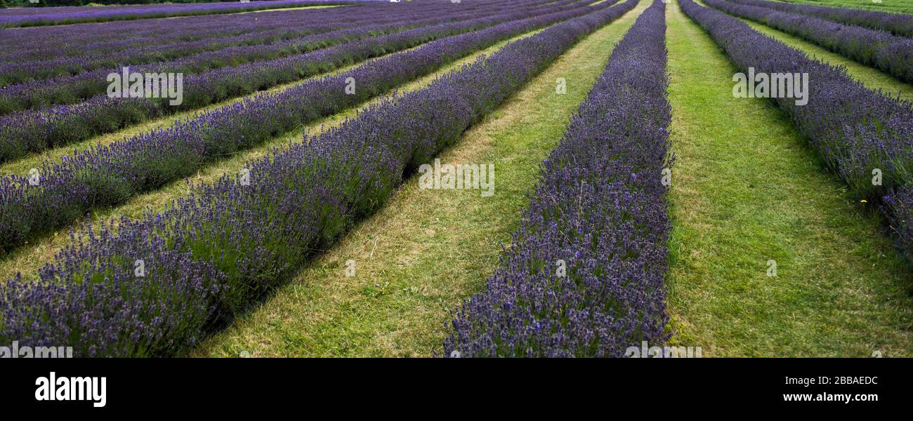 Lavender fields of Washington Island, Wisconsin Stock Photo Alamy