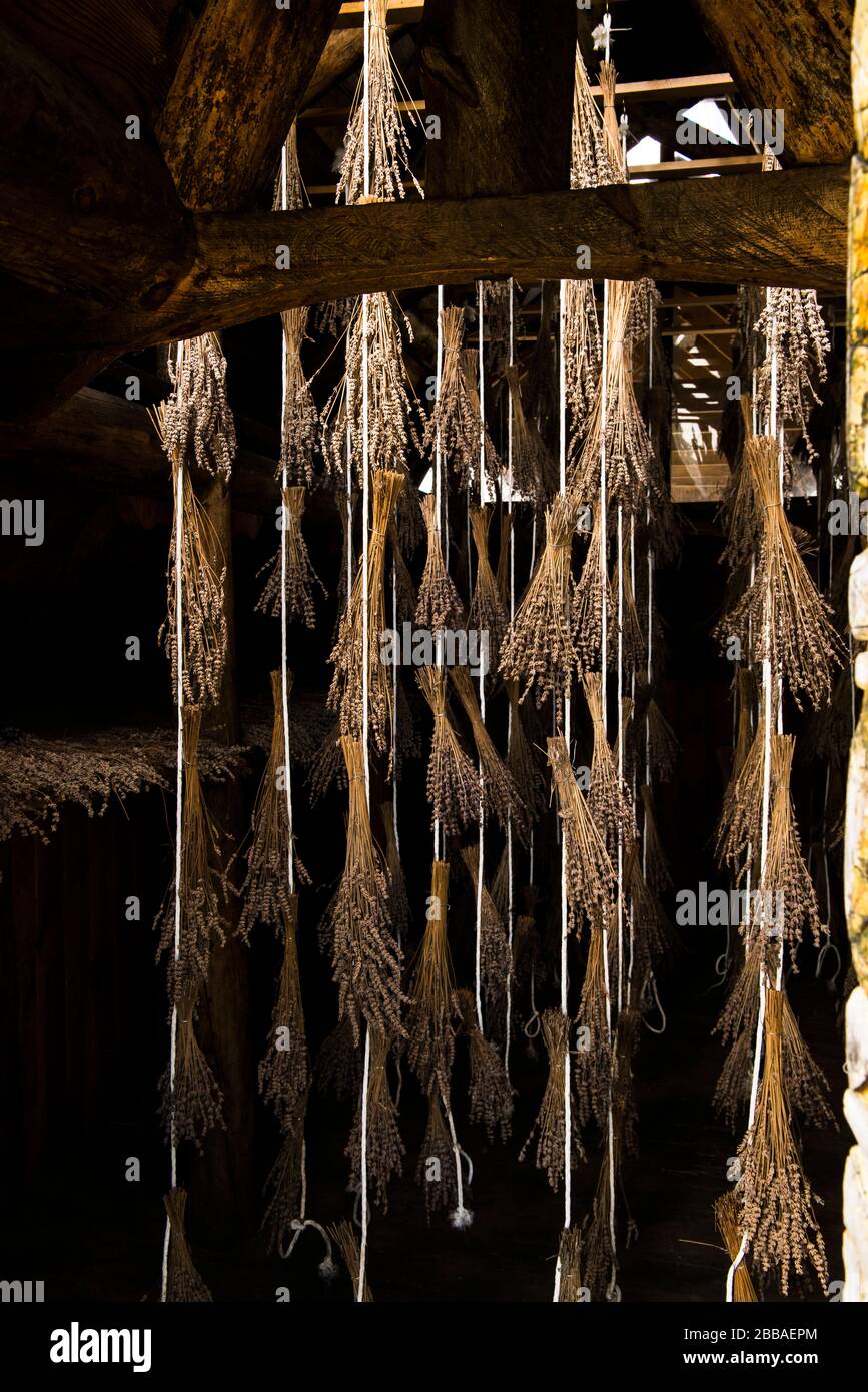 hang drying lavender on Washington Island, WI Stock Photo