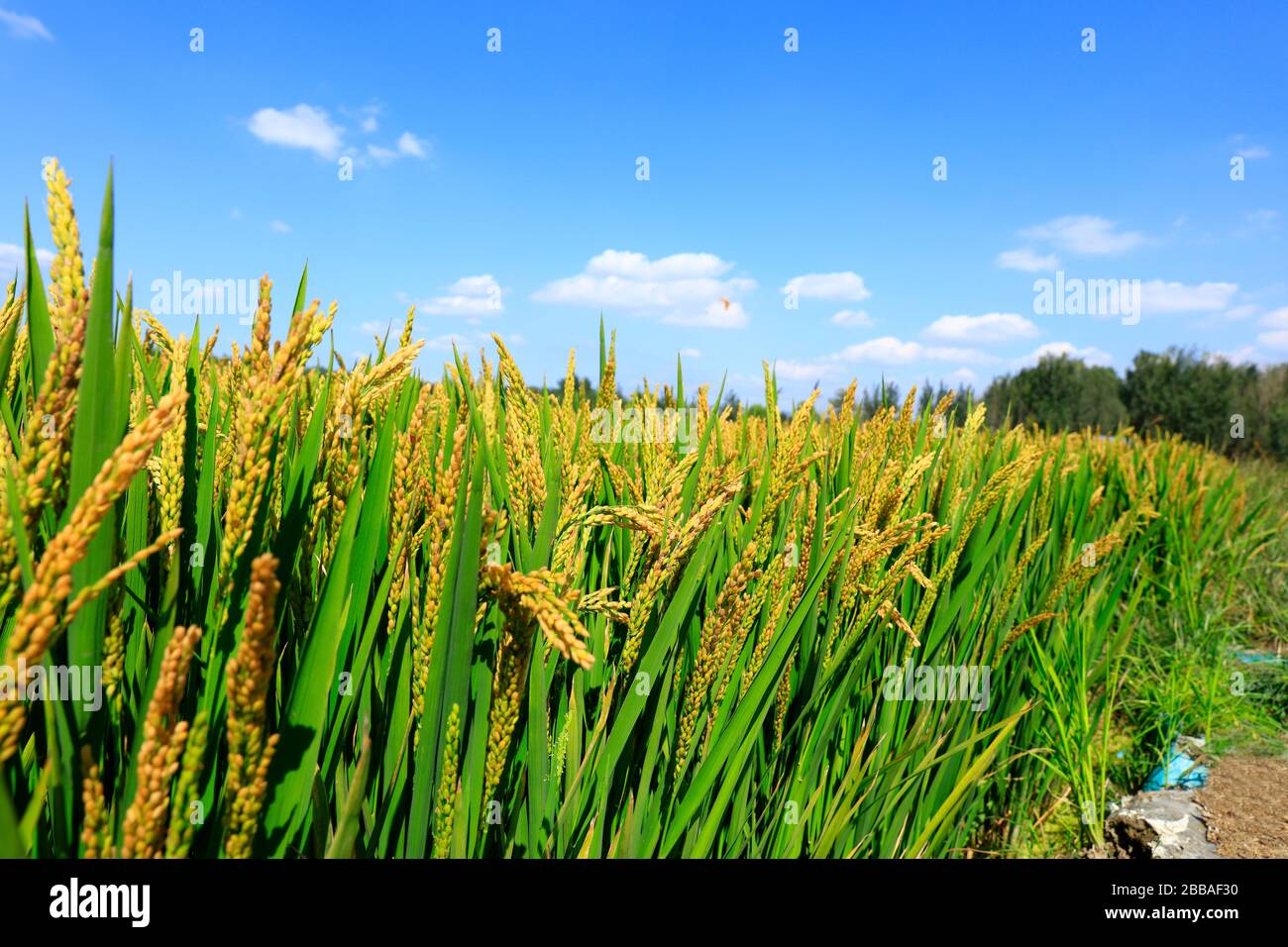 Rice paddies, rice growing, The rice fields are under the blue sky ...