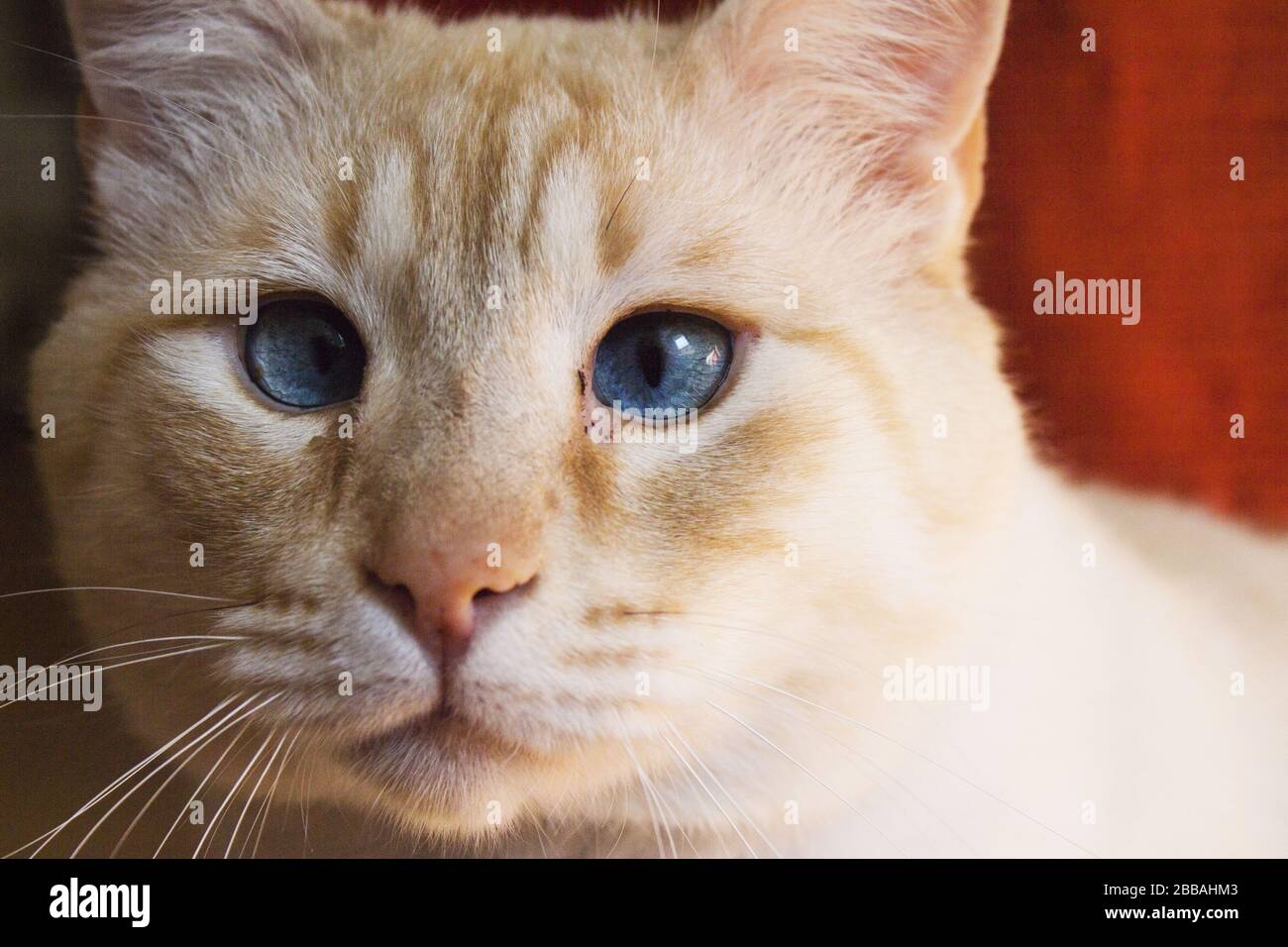 Light tan cat with blue eyes looking at 