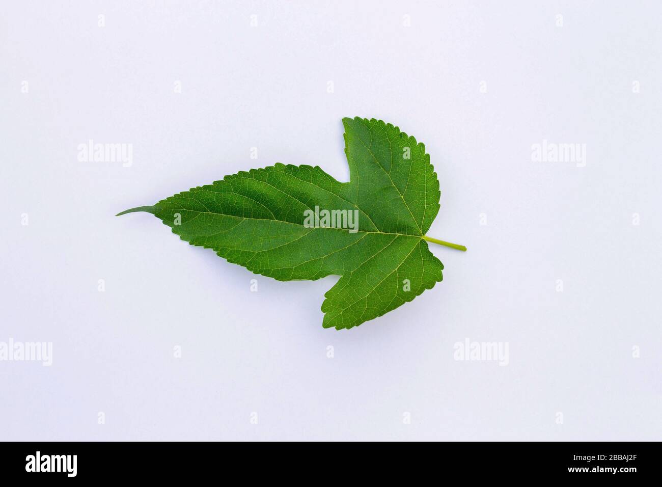 Mulberry leaf isolate on white background Stock Photo