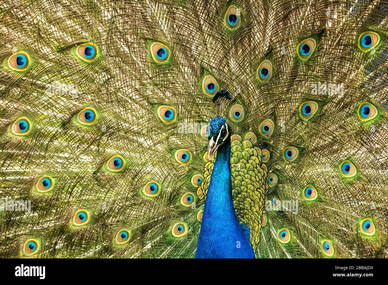 Peacock (Phasianidae), Beacon Hill Park, Victoria, Vancouver Island, BC, Canada Stock Photo