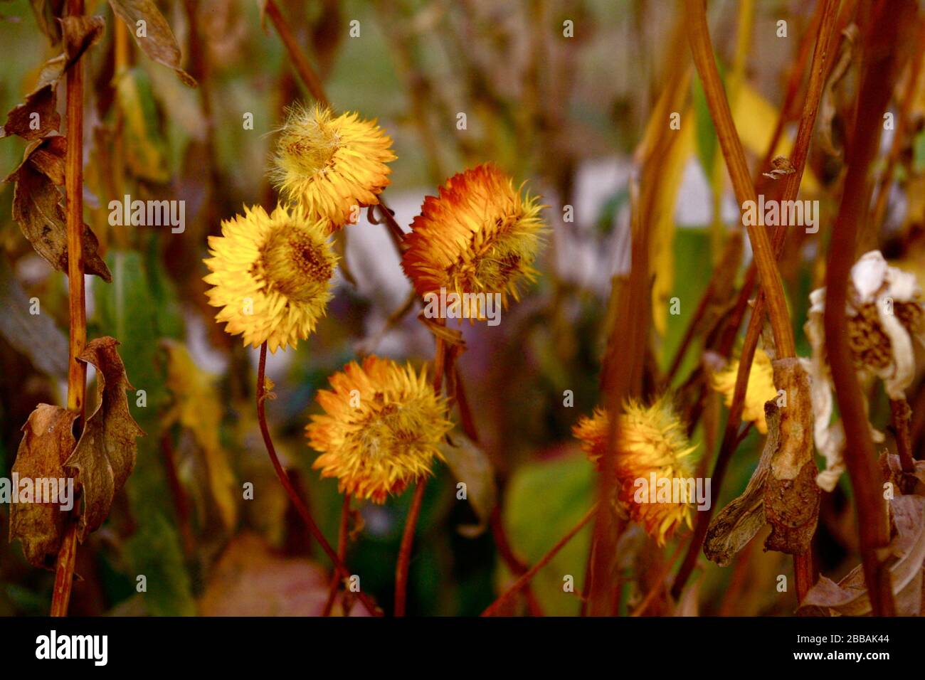 "Flowers; 18 November 2008, 0826; Flowers; Kim Siever from Lethbridge