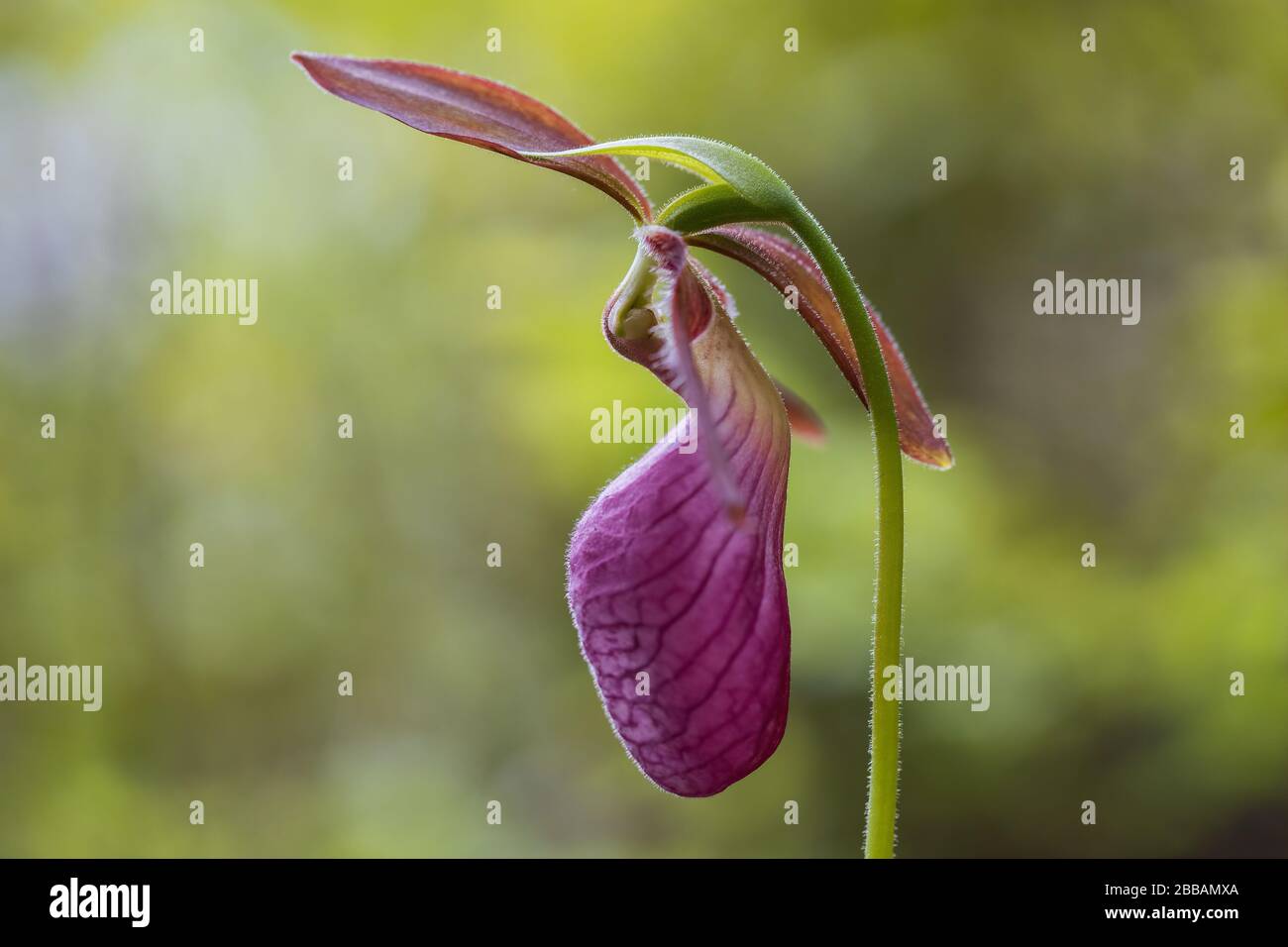 Close-up image of a Lady's Slipper flower in a woodland near Halifax, Nova Scotia, Canada. Stock Photo