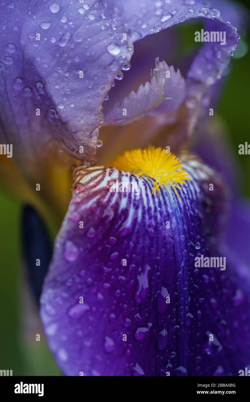 Macro image of an Iris flower on a rainy day. Stock Photo
