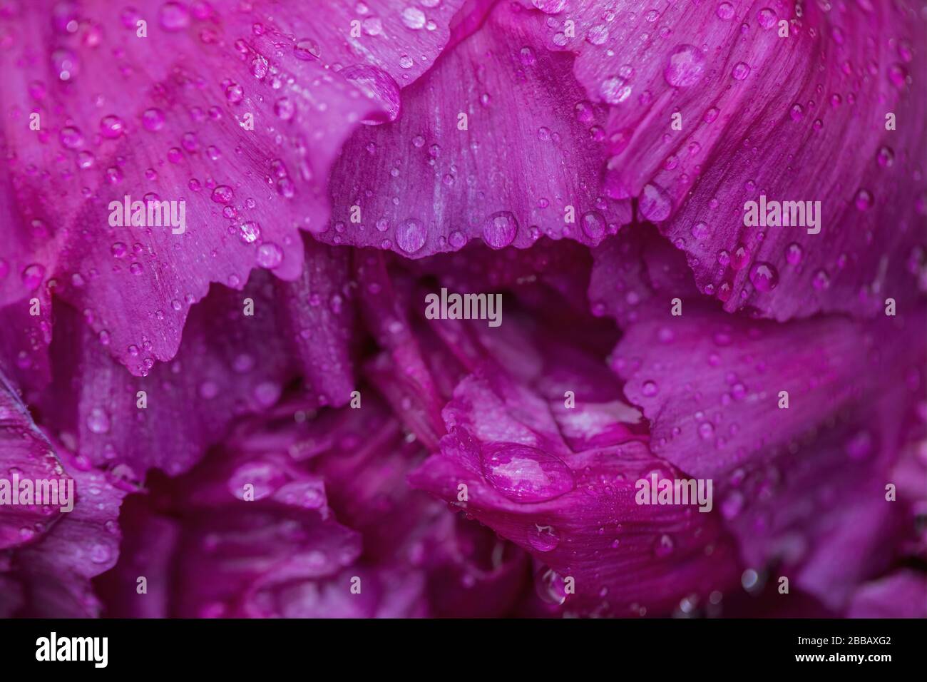 Macro image of a Peony flower on a rainy day. Stock Photo