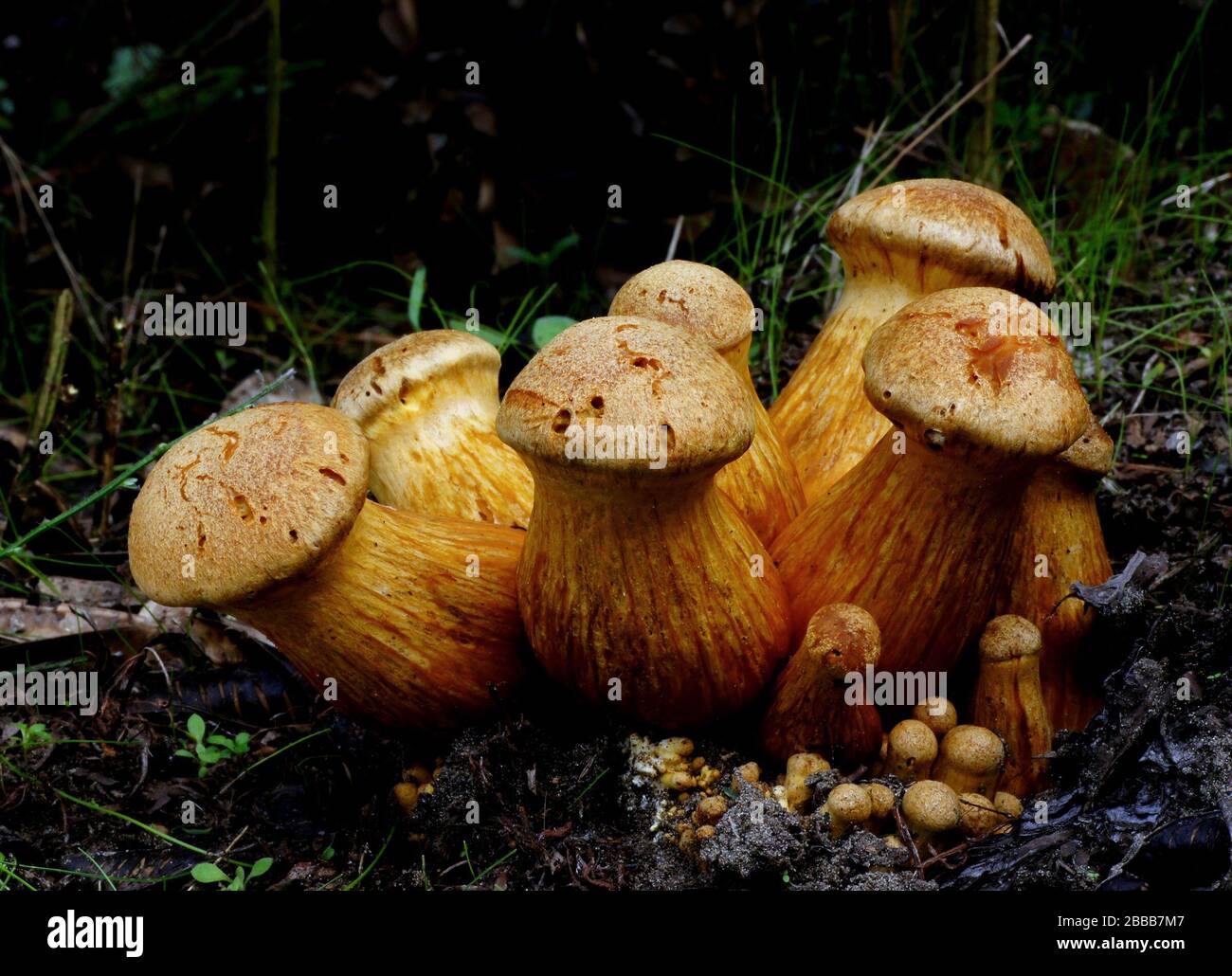 Rings stems hires stock photography and images Alamy