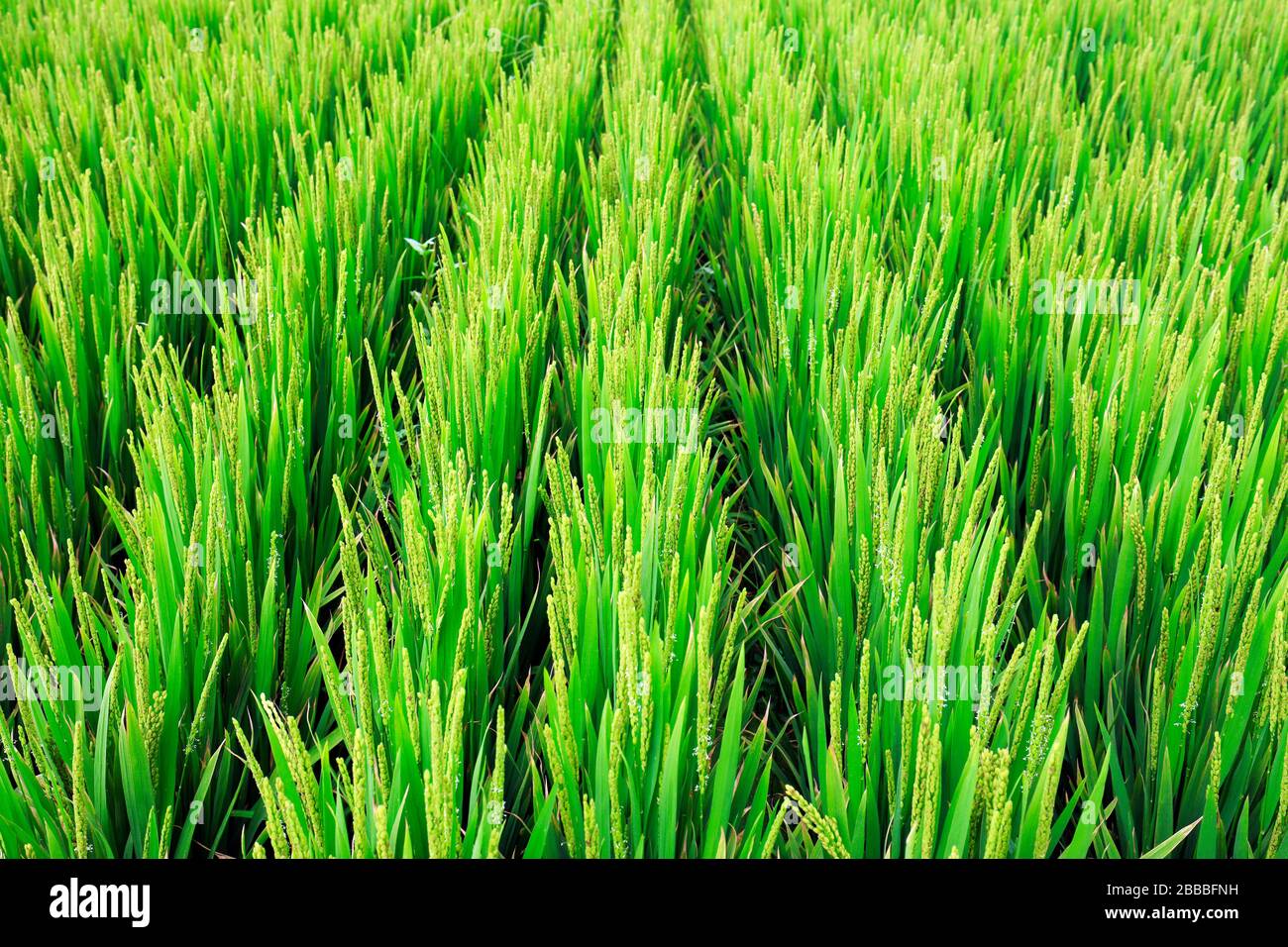 Rice paddies, rice growing, The rice fields are under the blue sky ...