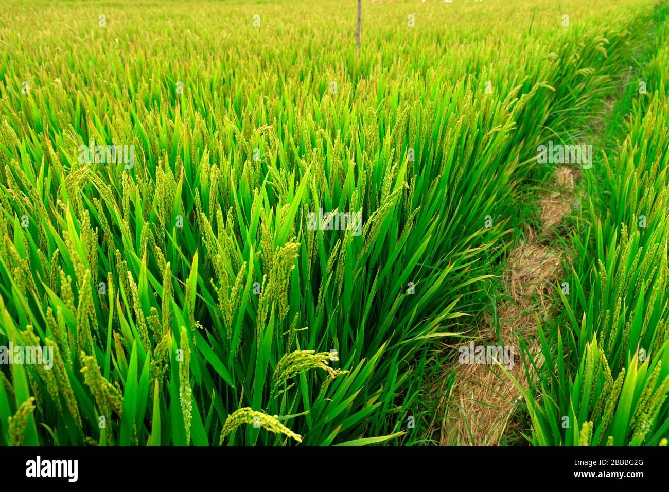 Rice paddies, rice growing, The rice fields are under the blue sky ...